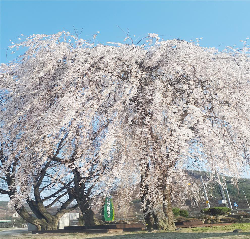 나무 : 수양벚나무